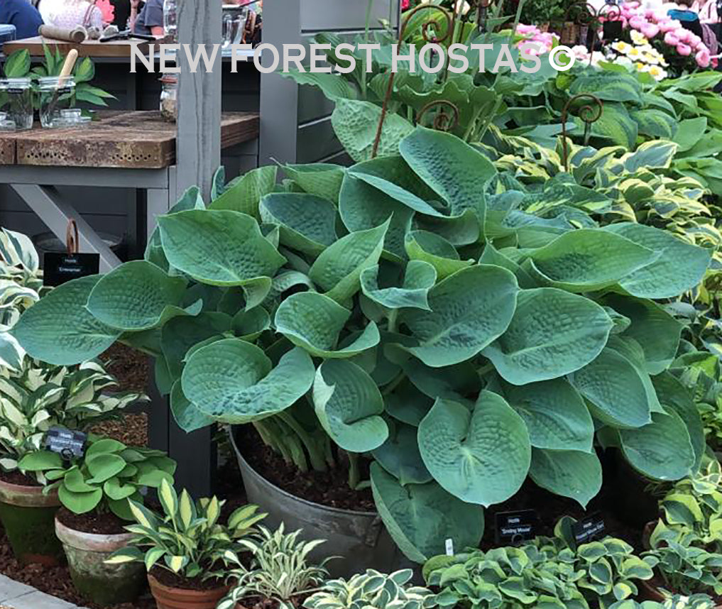 Hosta 'Abiqua Drinking Gourd' - New Forest Hostas & Hemerocallis