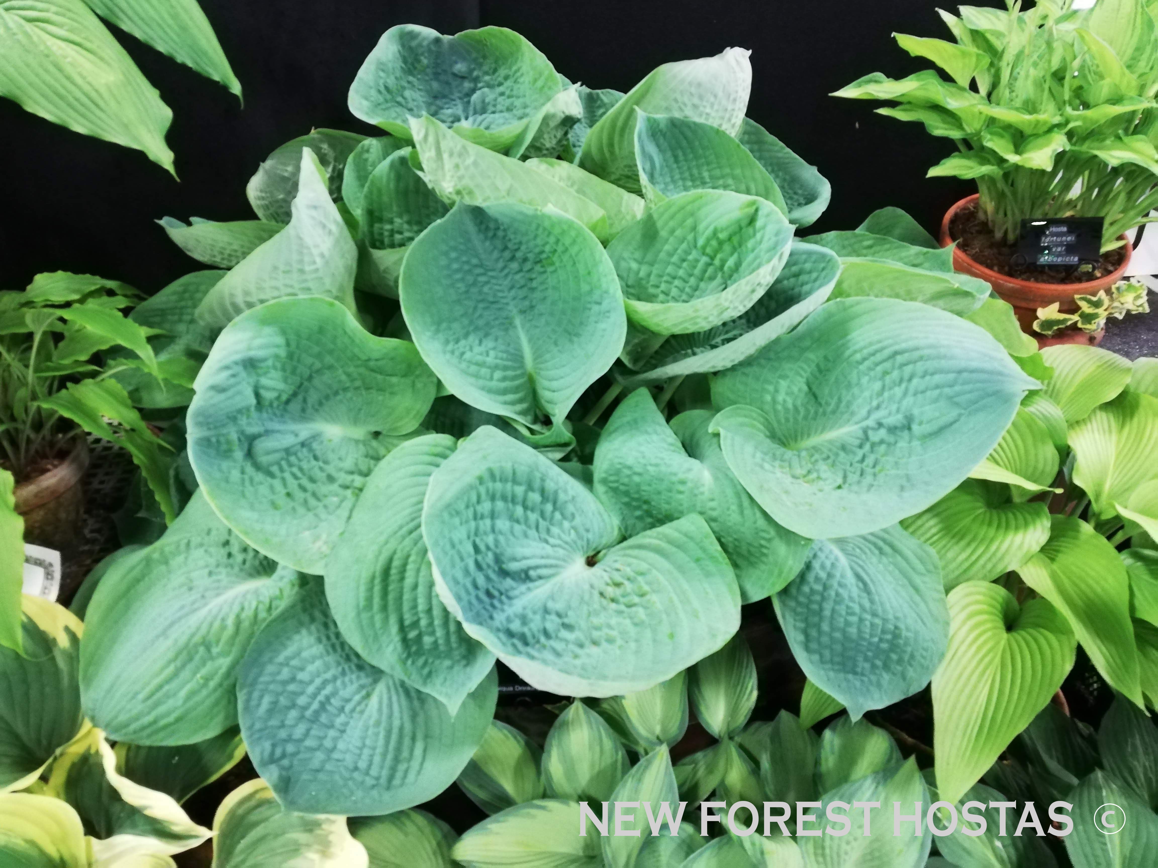 Hosta 'Abiqua Drinking Gourd' - New Forest Hostas & Hemerocallis