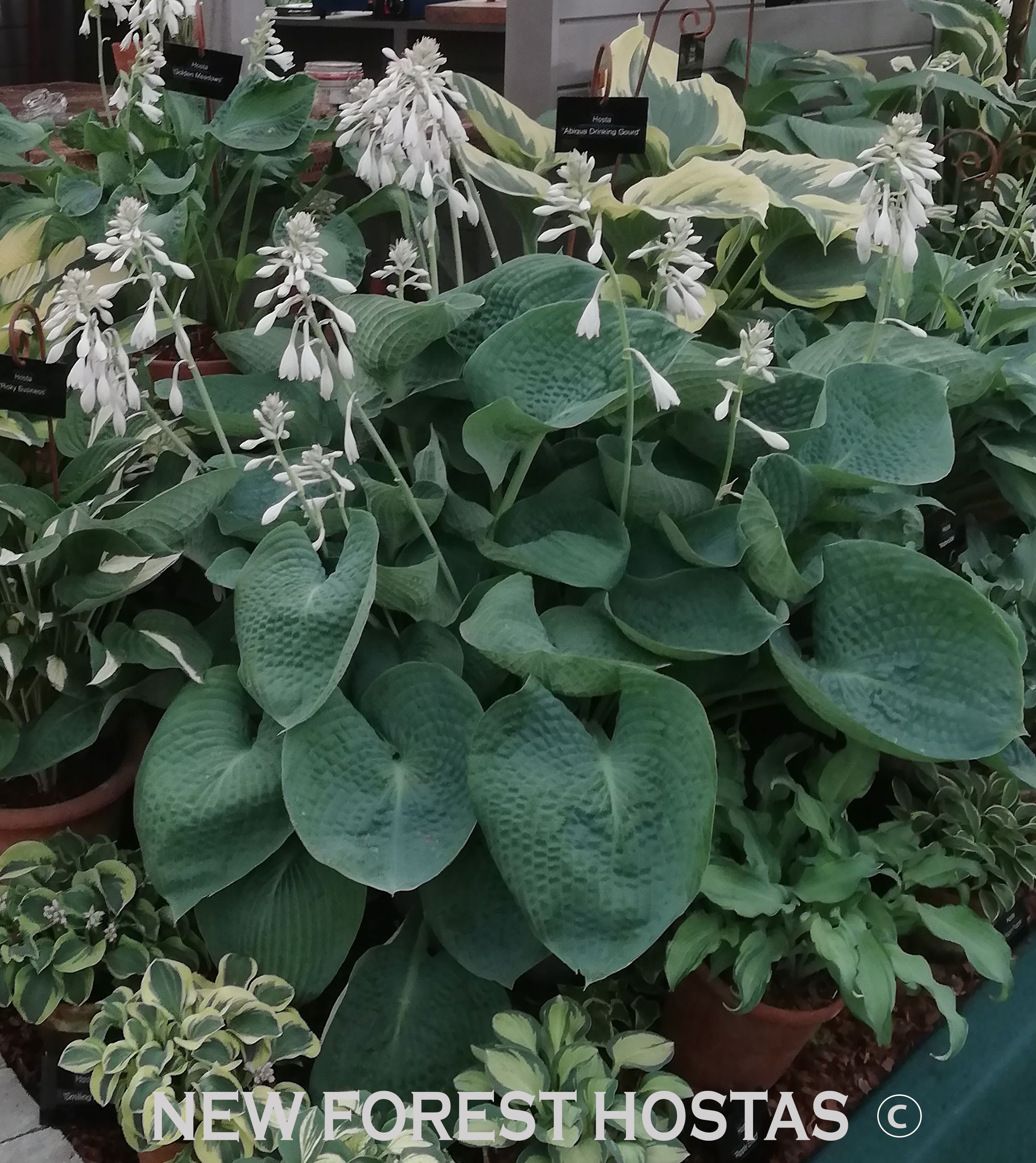 Hosta 'Abiqua Drinking Gourd' - New Forest Hostas & Hemerocallis
