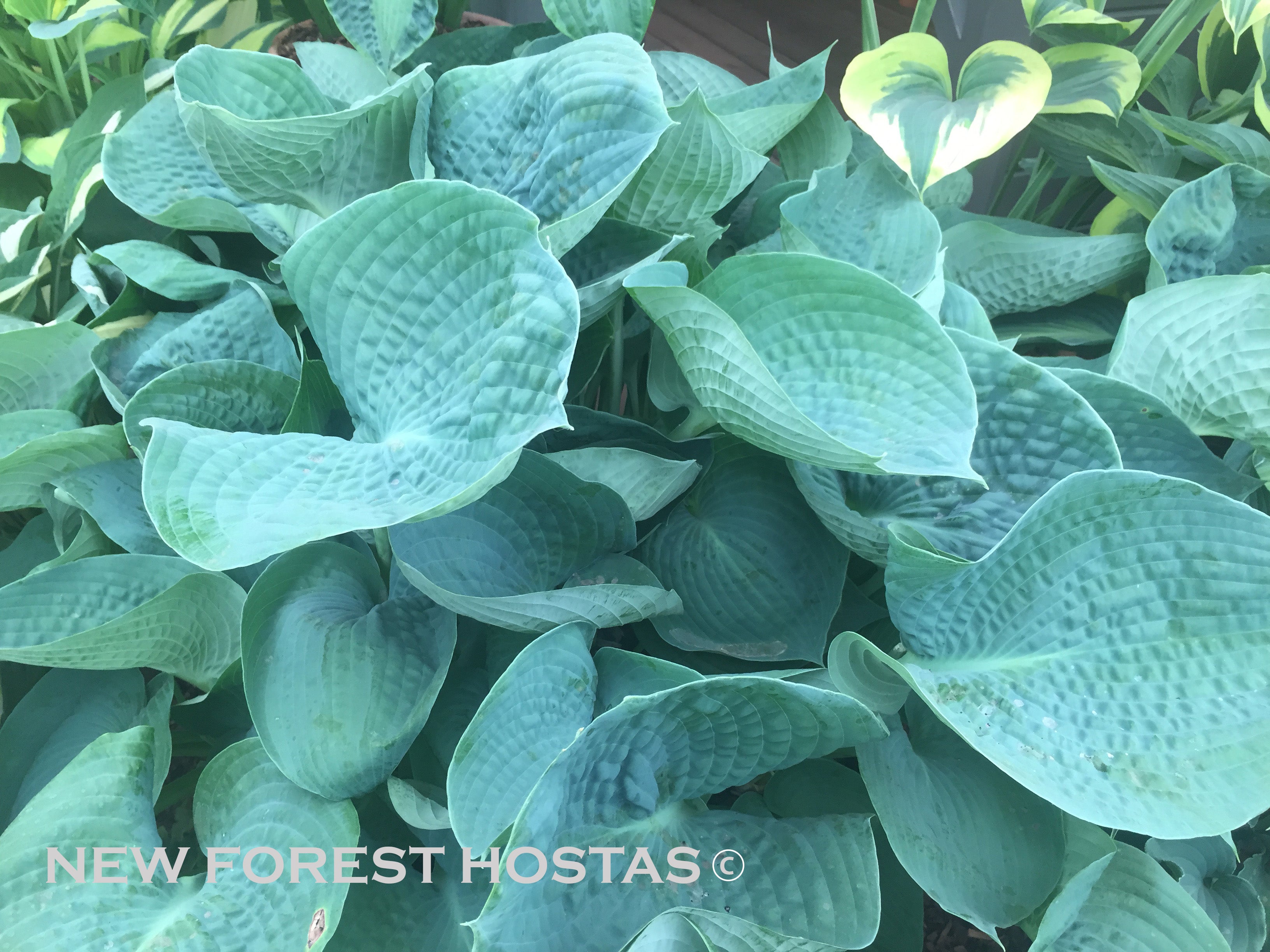 Hosta 'Abiqua Drinking Gourd' - New Forest Hostas & Hemerocallis