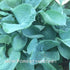 Hosta 'Abiqua Drinking Gourd' - Larger Specimens - New Forest Hostas & Hemerocallis