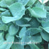 Hosta 'Abiqua Drinking Gourd' - New Forest Hostas & Hemerocallis