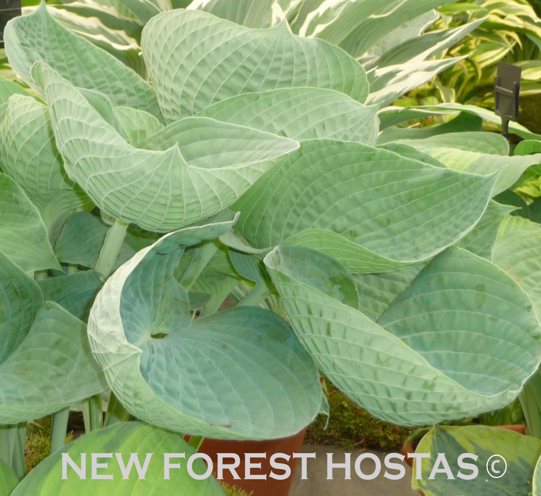 Hosta 'Abiqua Drinking Gourd' - New Forest Hostas & Hemerocallis