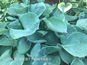 Hosta 'Abiqua Drinking Gourd' - Larger Specimens - New Forest Hostas & Hemerocallis