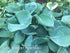 Hosta 'Abiqua Drinking Gourd' - Larger Specimens - New Forest Hostas & Hemerocallis