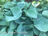 Hosta 'Abiqua Drinking Gourd' - New Forest Hostas & Hemerocallis