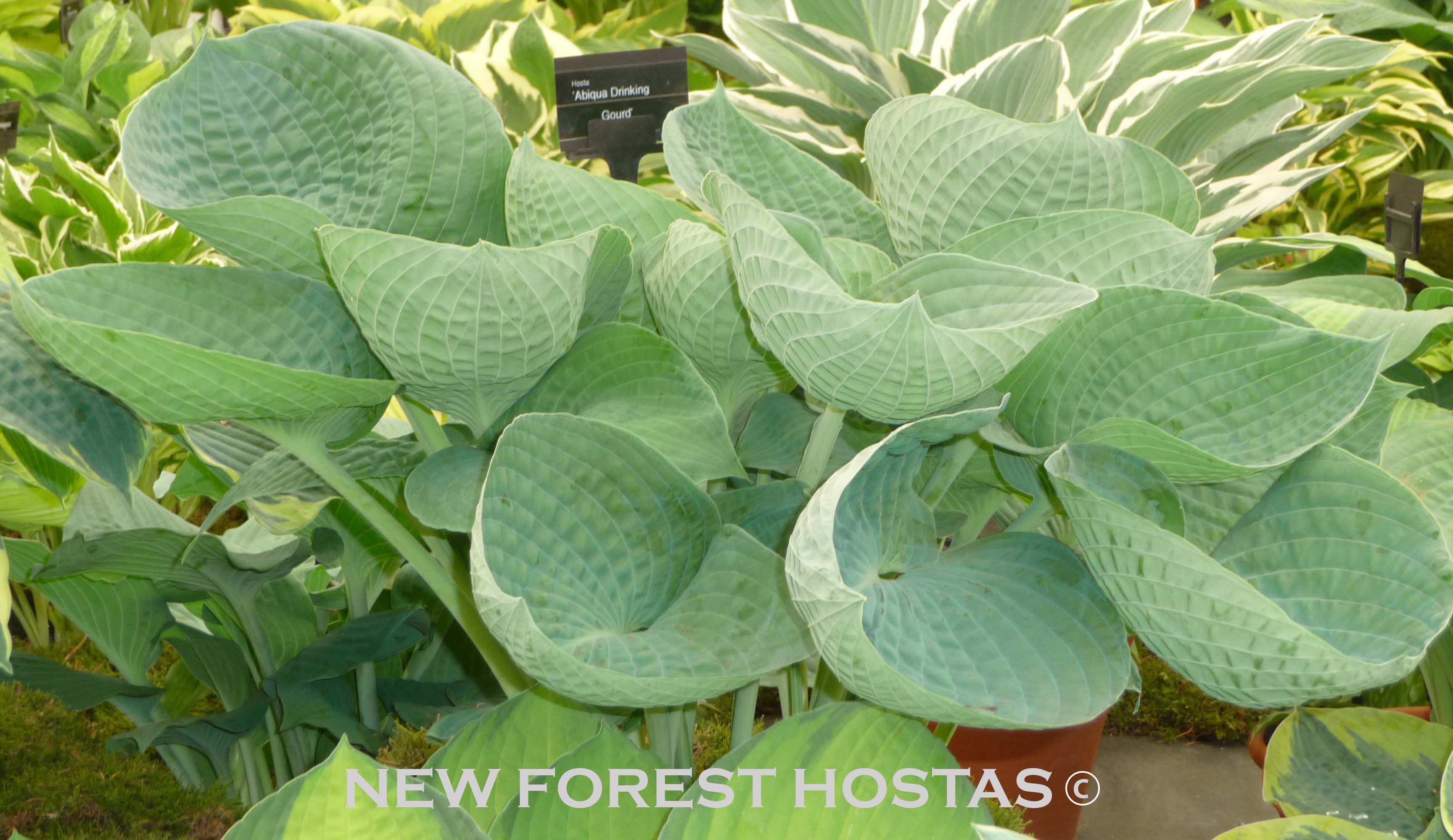 Hosta 'Abiqua Drinking Gourd' - Larger Specimens - New Forest Hostas & Hemerocallis