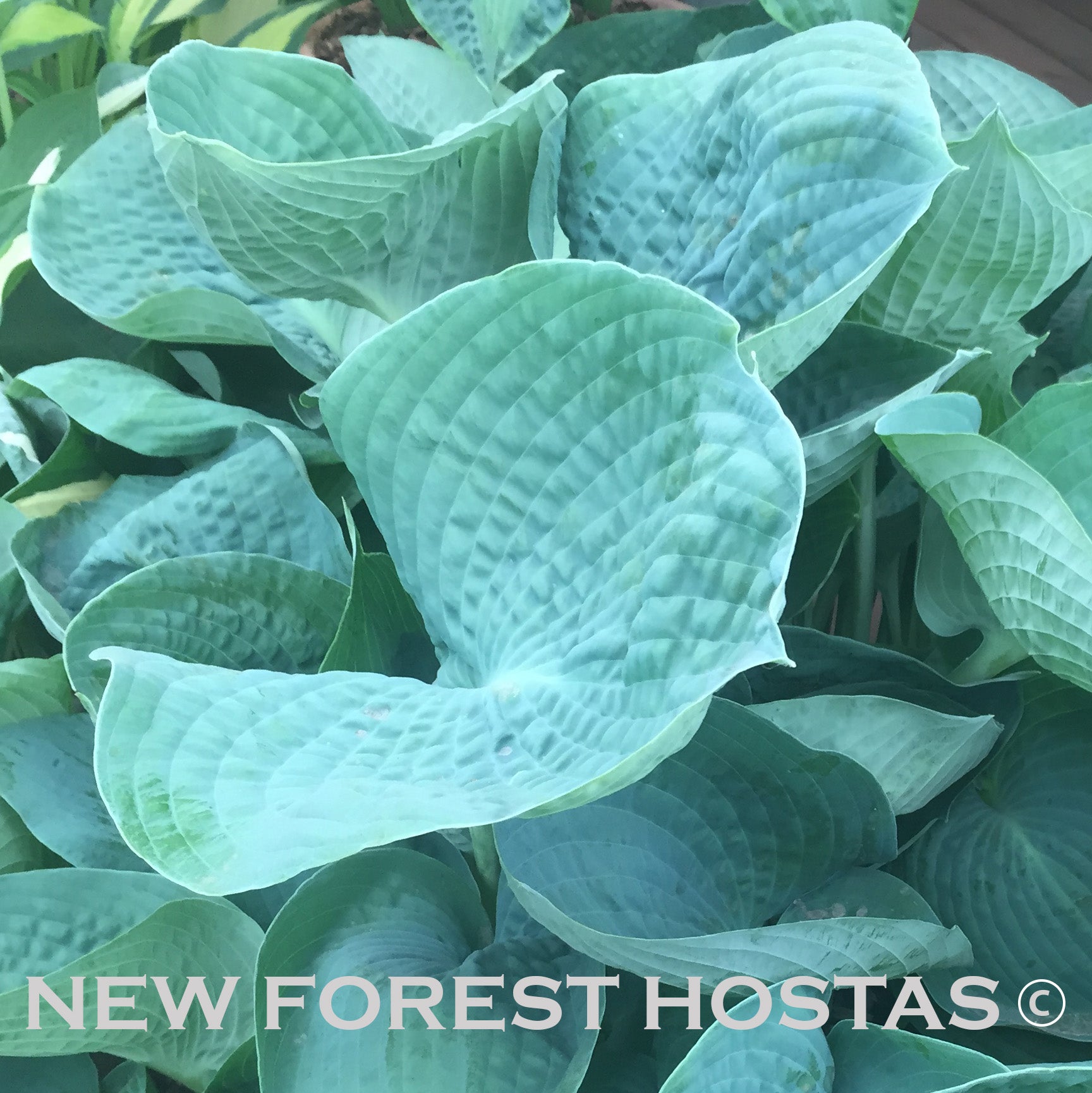 Hosta 'Abiqua Drinking Gourd' - New Forest Hostas & Hemerocallis