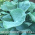 Hosta 'Abiqua Drinking Gourd' - Larger Specimens - New Forest Hostas & Hemerocallis