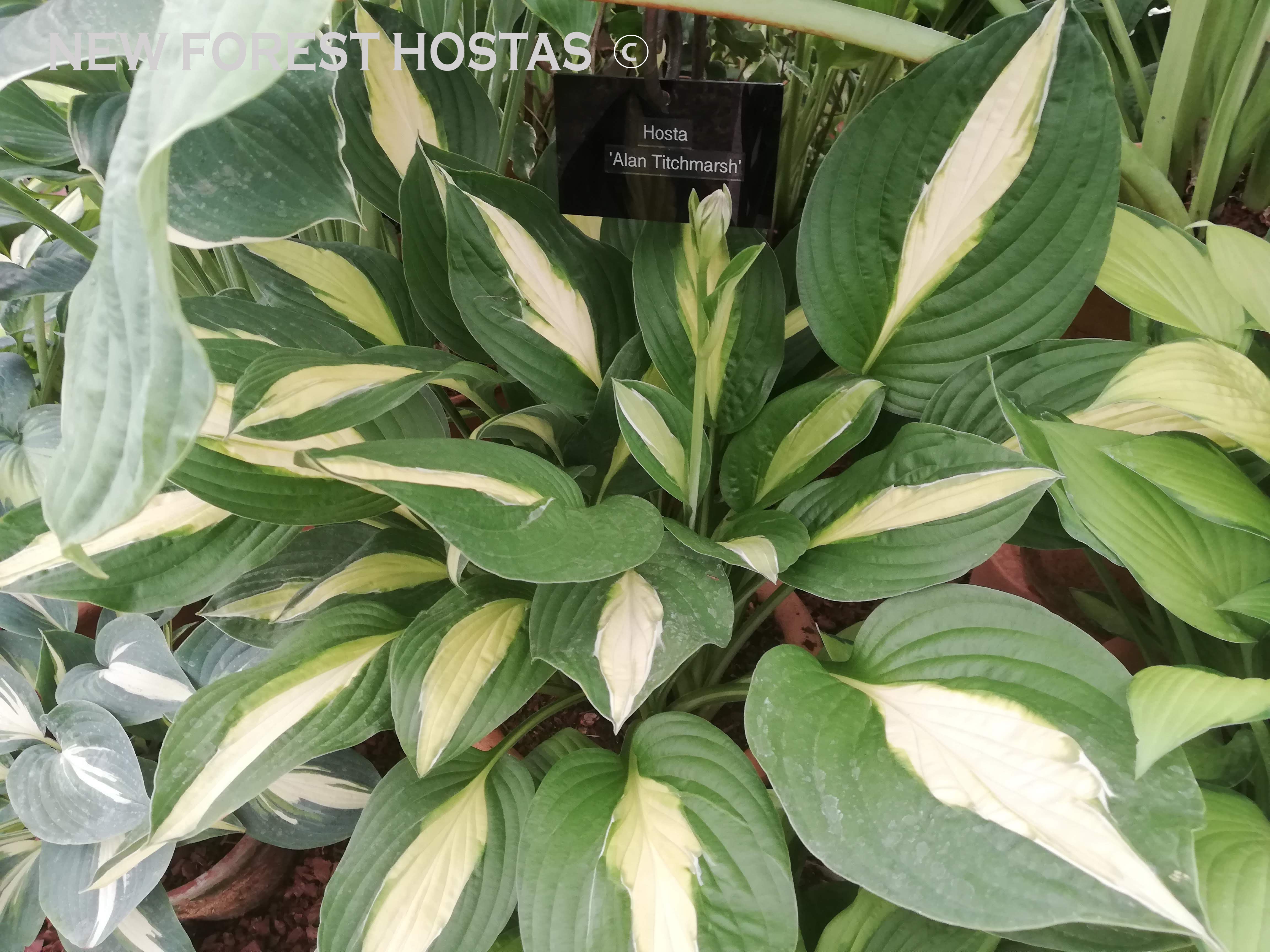 Hosta 'Alan Titchmarsh' - New Forest Hostas & Hemerocallis