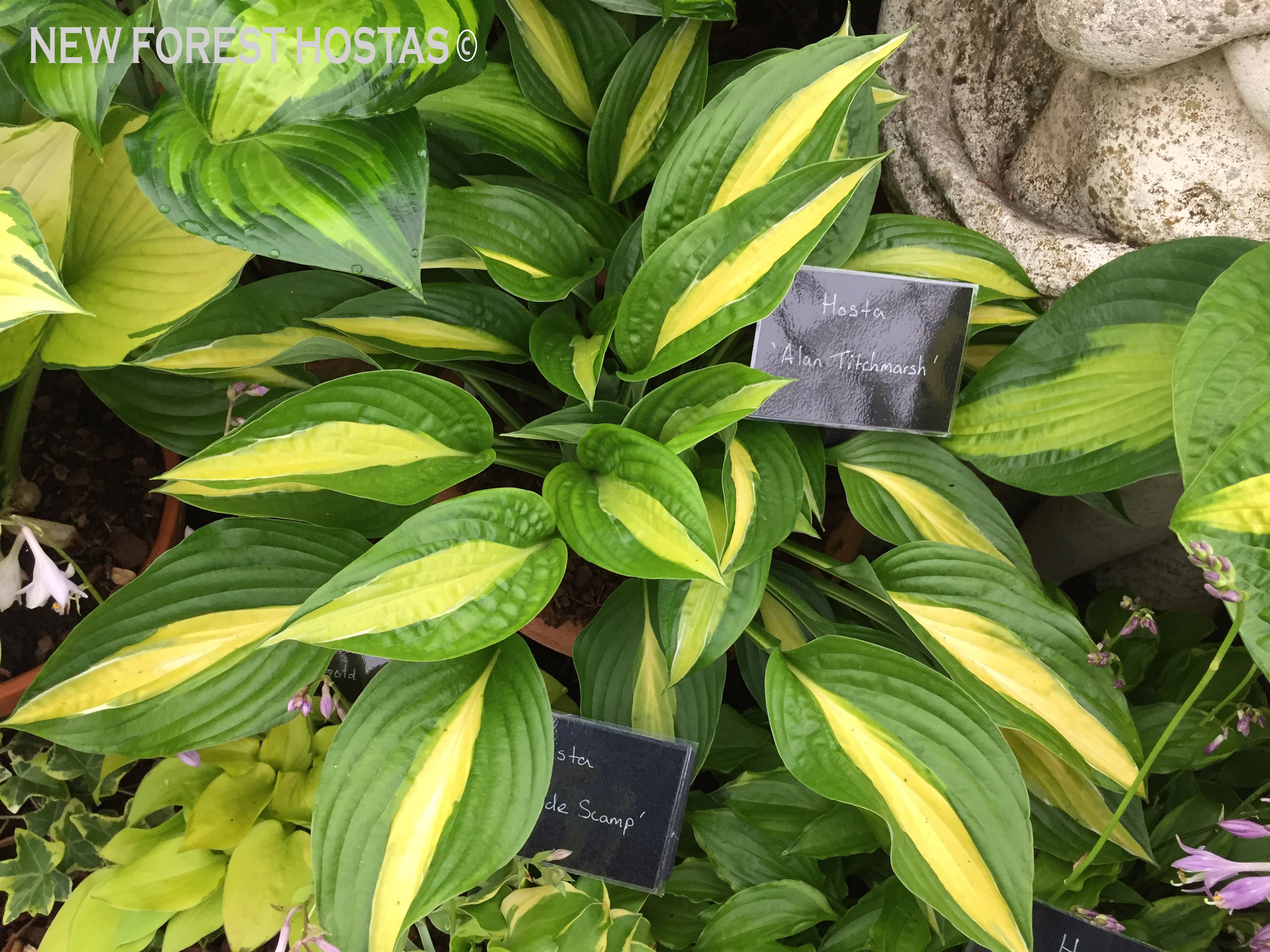 Hosta 'Alan Titchmarsh' - New Forest Hostas & Hemerocallis