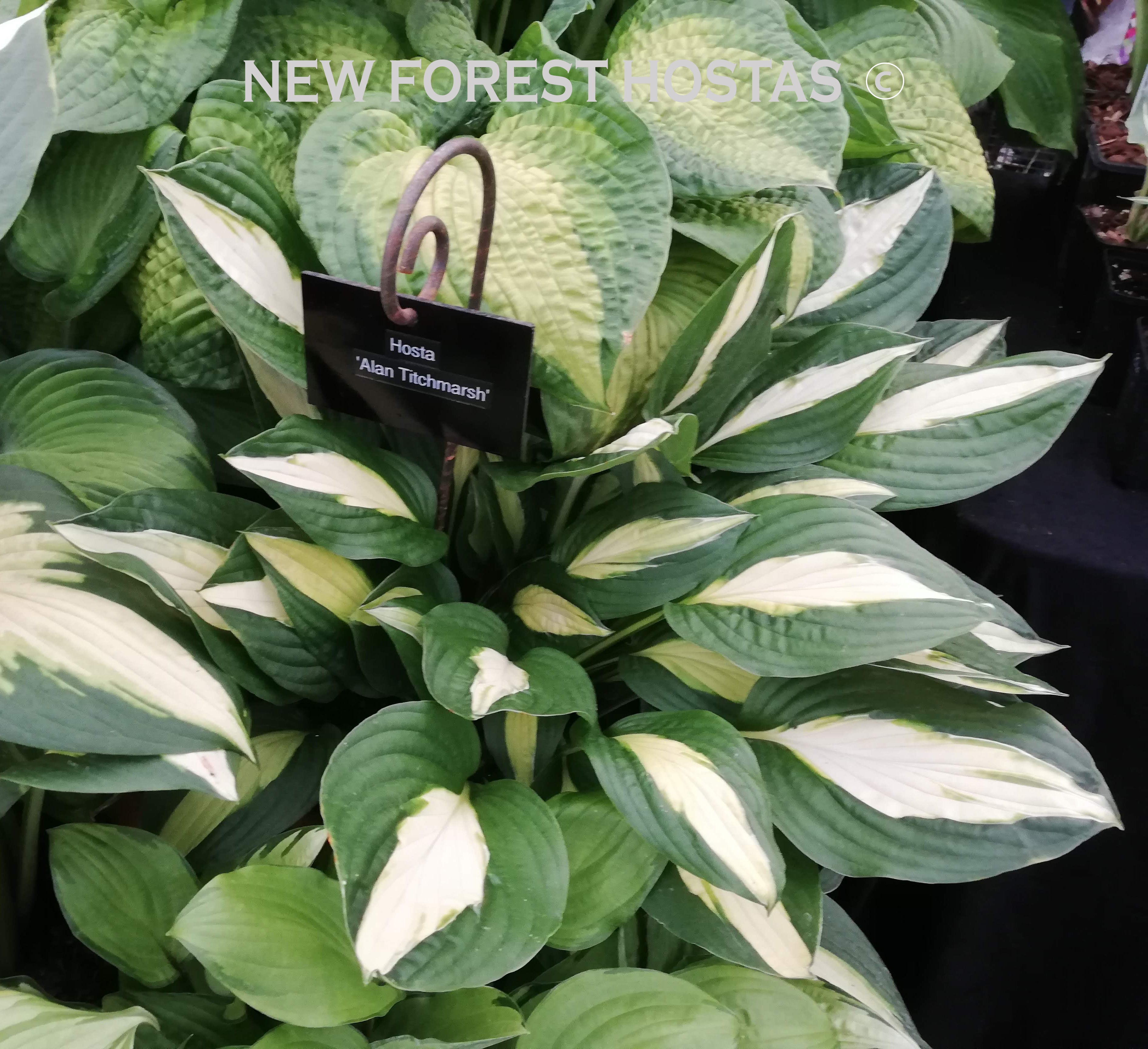 Hosta 'Alan Titchmarsh' - New Forest Hostas & Hemerocallis