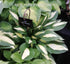 Hosta 'Alan Titchmarsh' - New Forest Hostas & Hemerocallis