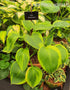 Hosta 'Alex Summers' - New Forest Hostas & Hemerocallis