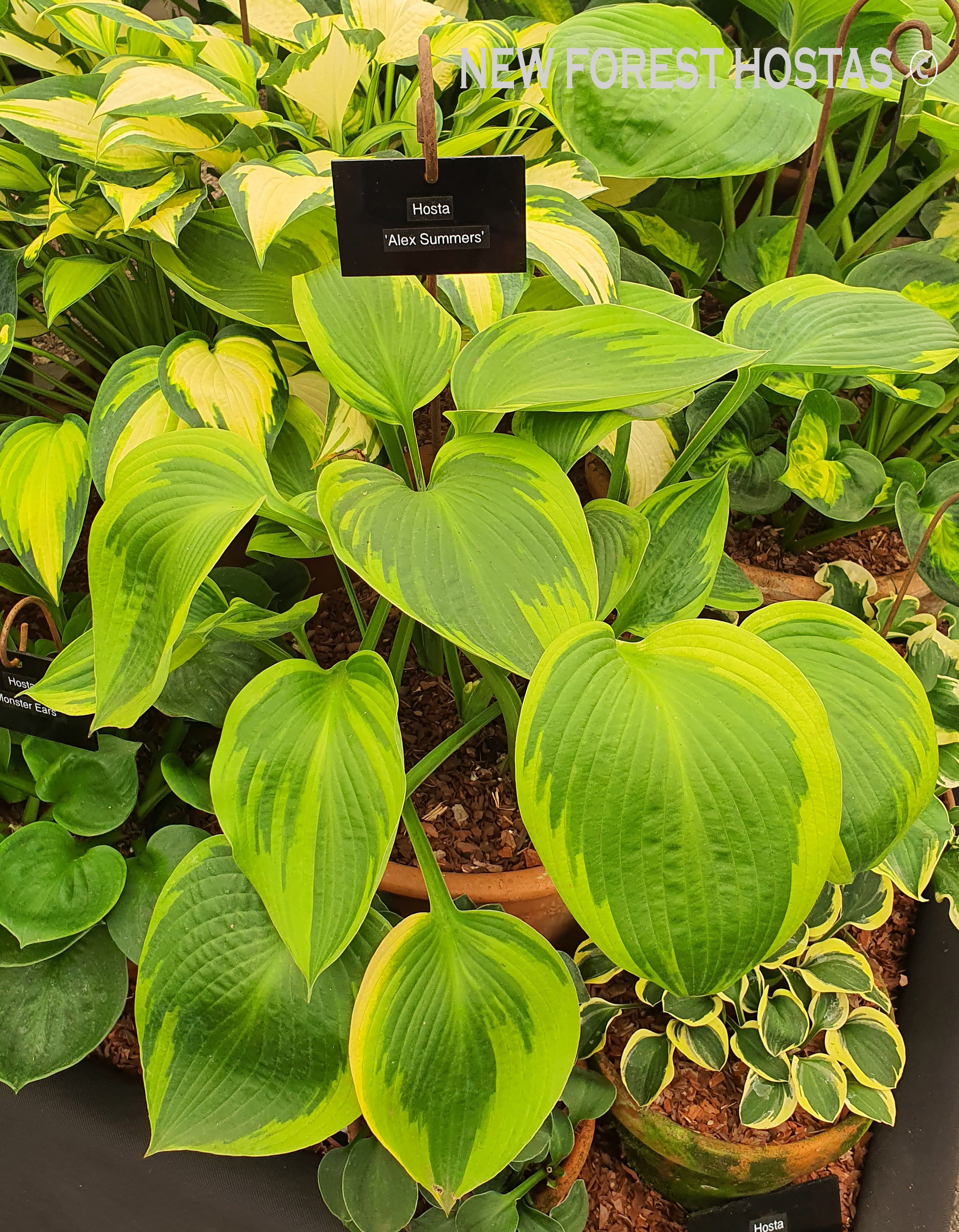 Hosta 'Alex Summers' - Larger Specimens - New Forest Hostas & Hemerocallis