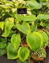 Hosta 'Alex Summers' - Larger Specimens - New Forest Hostas & Hemerocallis