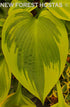 Hosta 'Alex Summers' - New Forest Hostas & Hemerocallis