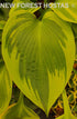 Hosta 'Alex Summers' - Larger Specimens - New Forest Hostas & Hemerocallis