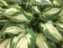 Hosta 'Allegan Fog' - New Forest Hostas & Hemerocallis