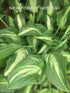 Hosta 'Allegan Fog' - New Forest Hostas & Hemerocallis