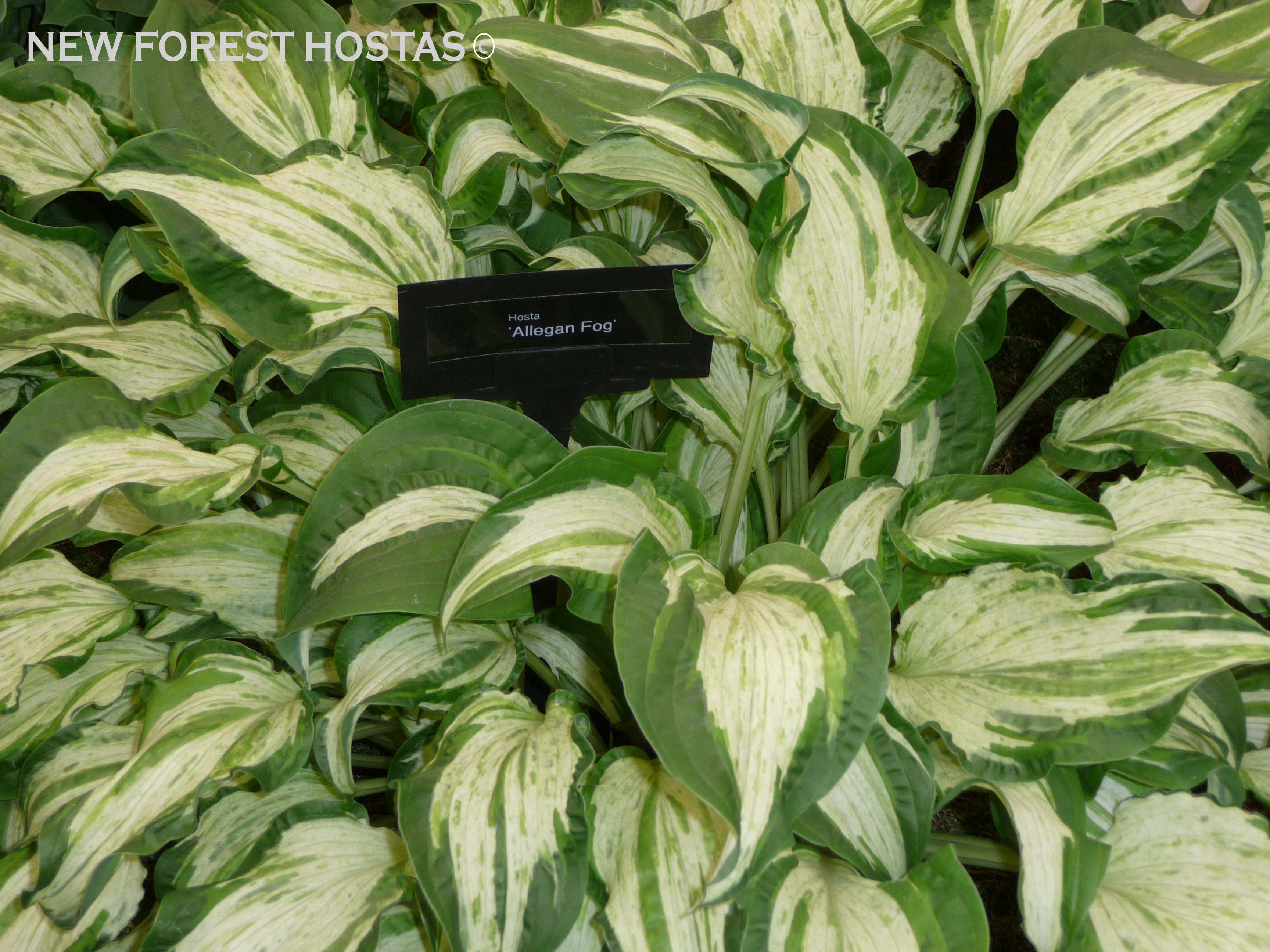 Hosta 'Allegan Fog' - New Forest Hostas & Hemerocallis
