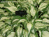 Hosta 'Allegan Fog' - New Forest Hostas & Hemerocallis