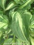 Hosta 'Allegan Fog' - New Forest Hostas & Hemerocallis