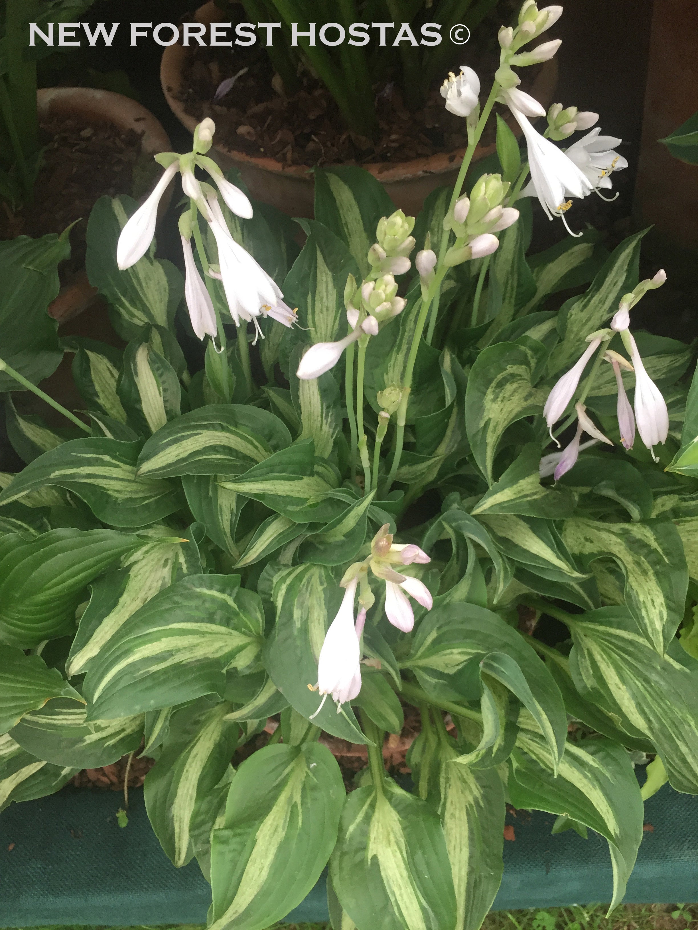 Hosta 'Allegan Fog' - New Forest Hostas & Hemerocallis