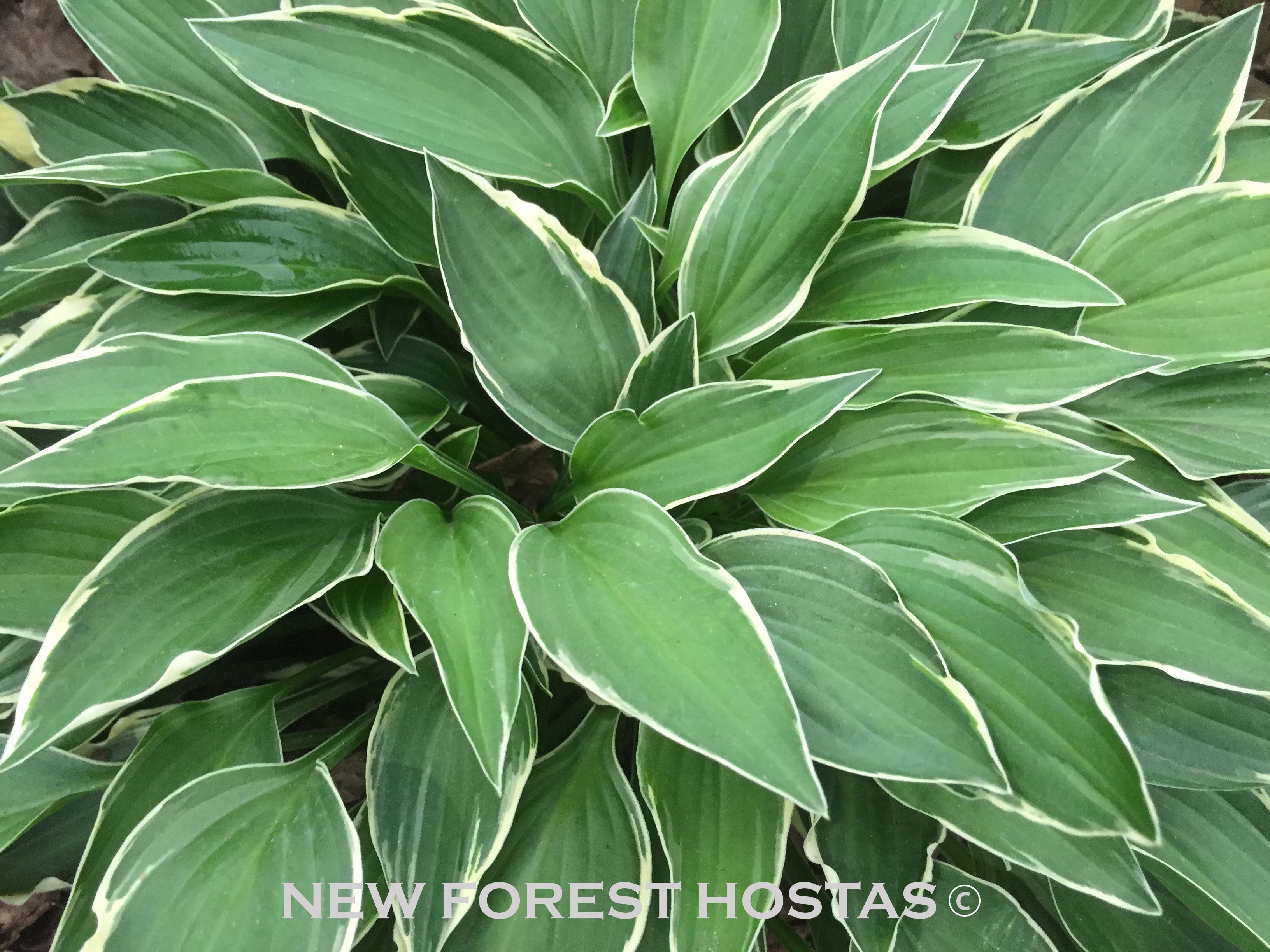 Hosta 'Allan P. McConnell' - New Forest Hostas & Hemerocallis