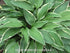 Hosta 'Allan P. McConnell' - New Forest Hostas & Hemerocallis