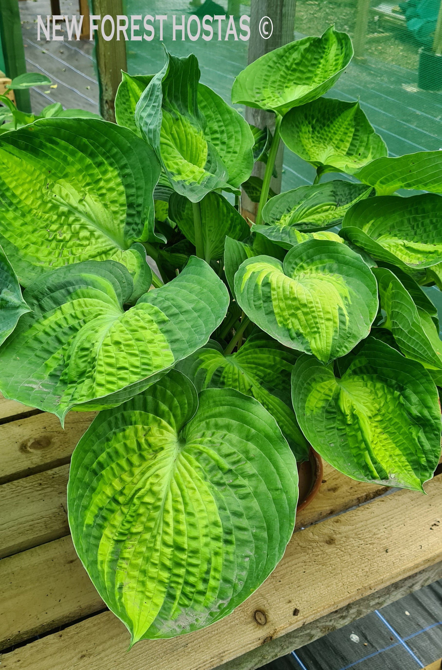 Hosta 'Alligator Alley' - New Forest Hostas & Hemerocallis