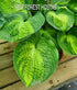 Hosta 'Alligator Alley' - New Forest Hostas & Hemerocallis