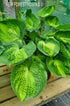 Hosta 'Alligator Alley' - New Forest Hostas & Hemerocallis