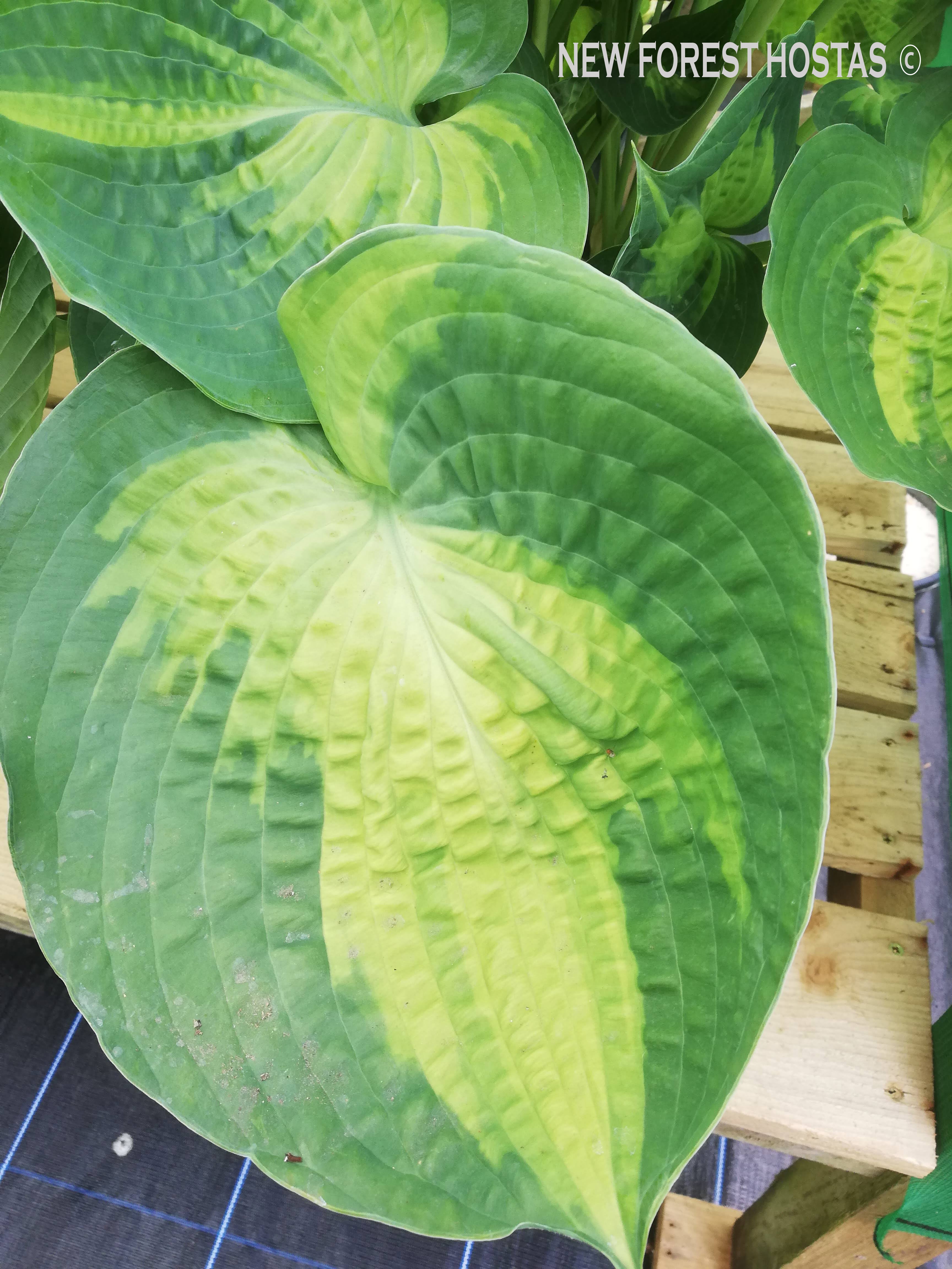 Hosta 'Alligator Alley' - New Forest Hostas & Hemerocallis