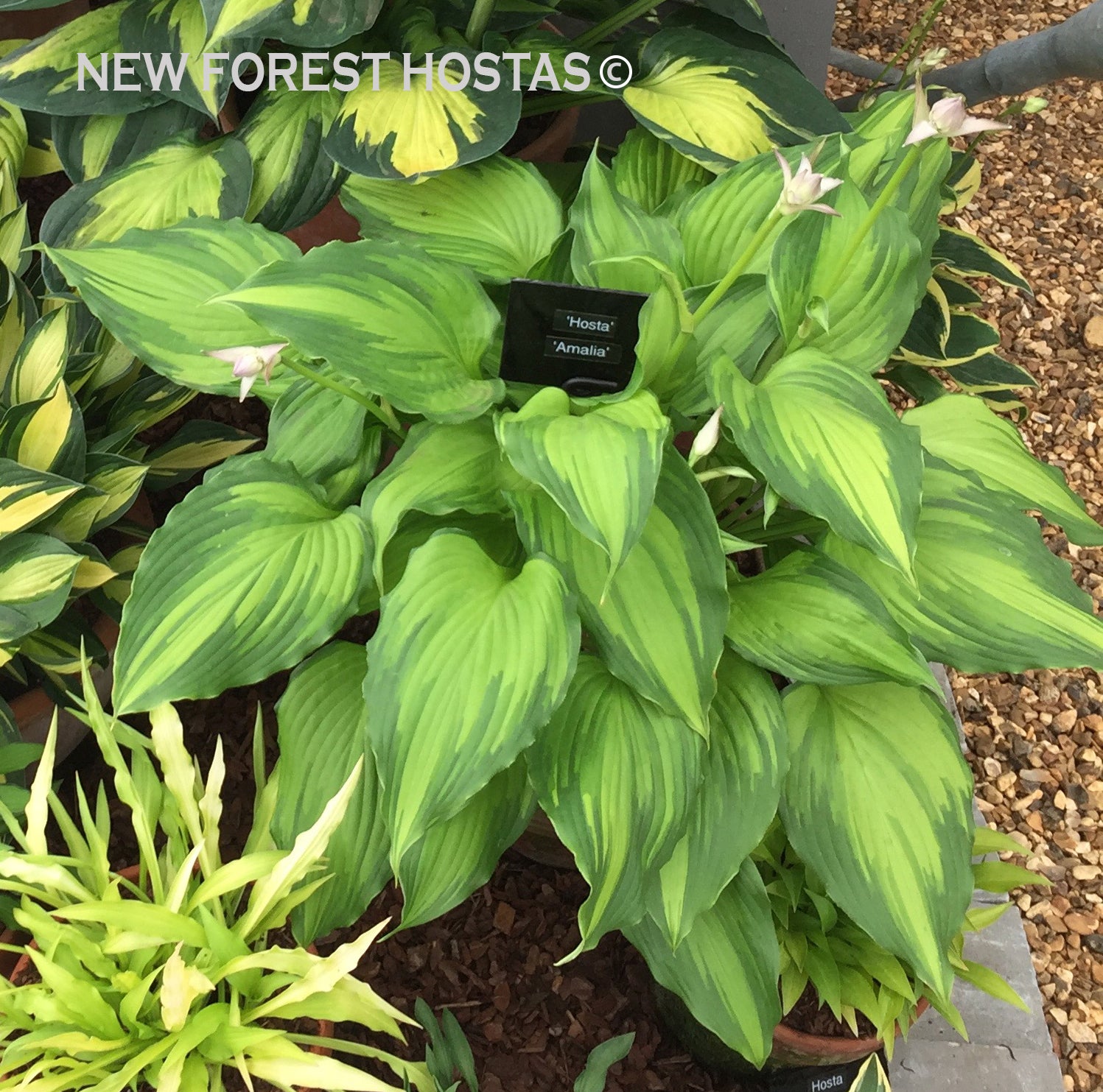 Hosta 'Amalia' - New Forest Hostas & Hemerocallis