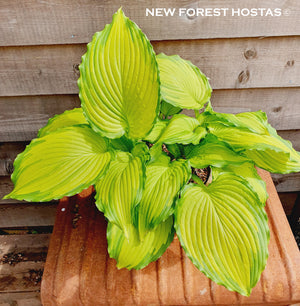 Hosta 'Amalia' - New Forest Hostas & Hemerocallis