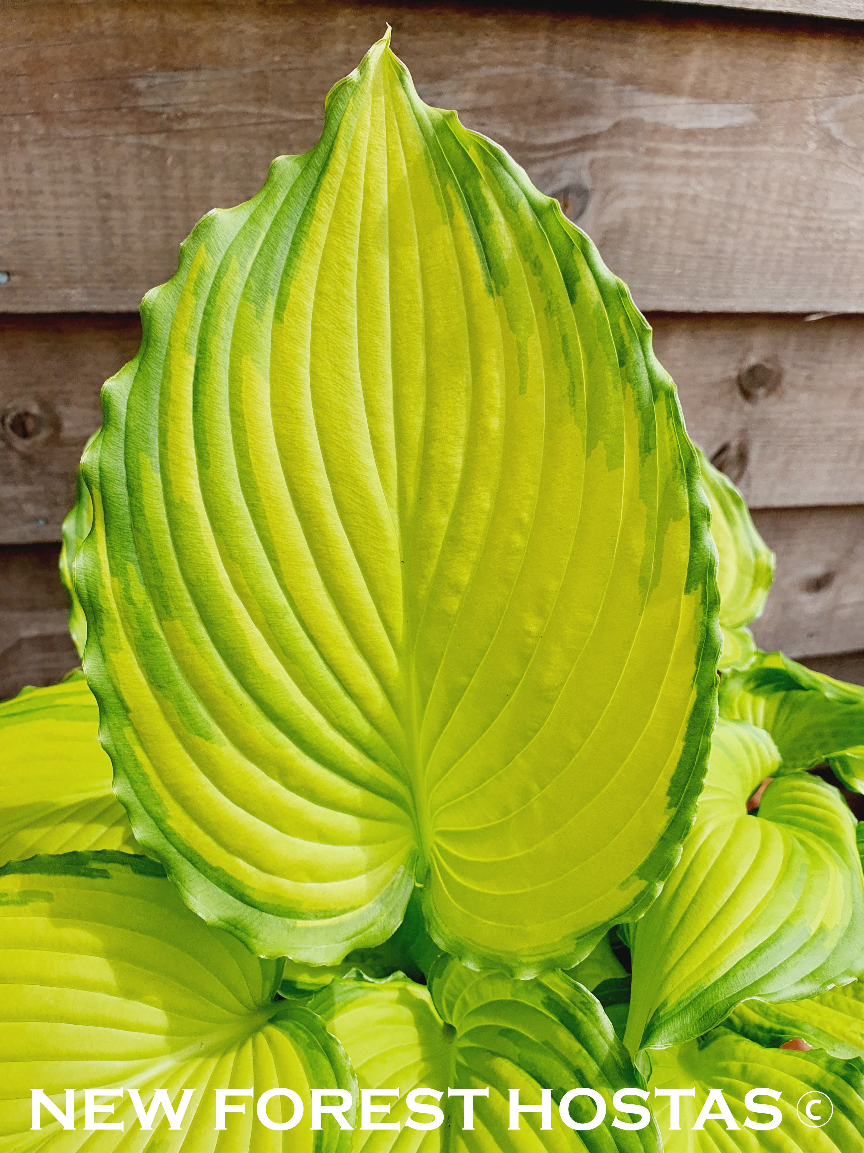 Hosta 'Amalia' - New Forest Hostas & Hemerocallis
