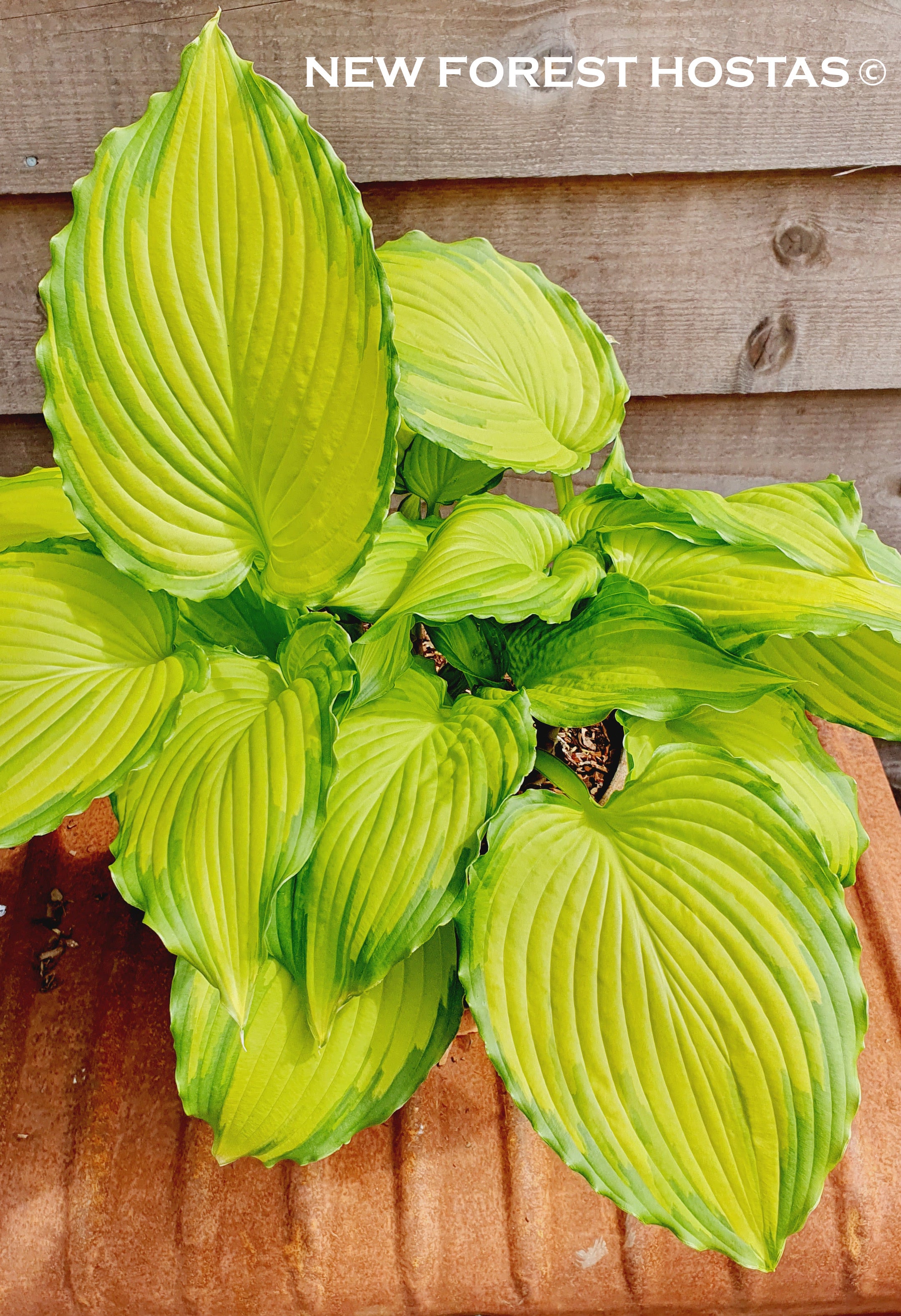 Hosta 'Amalia' - New Forest Hostas & Hemerocallis