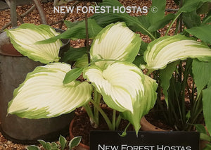 Hosta 'Amalia' - New Forest Hostas & Hemerocallis