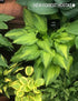 Hosta 'Amalia' - New Forest Hostas & Hemerocallis