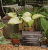 Hosta 'Amalia' - New Forest Hostas & Hemerocallis