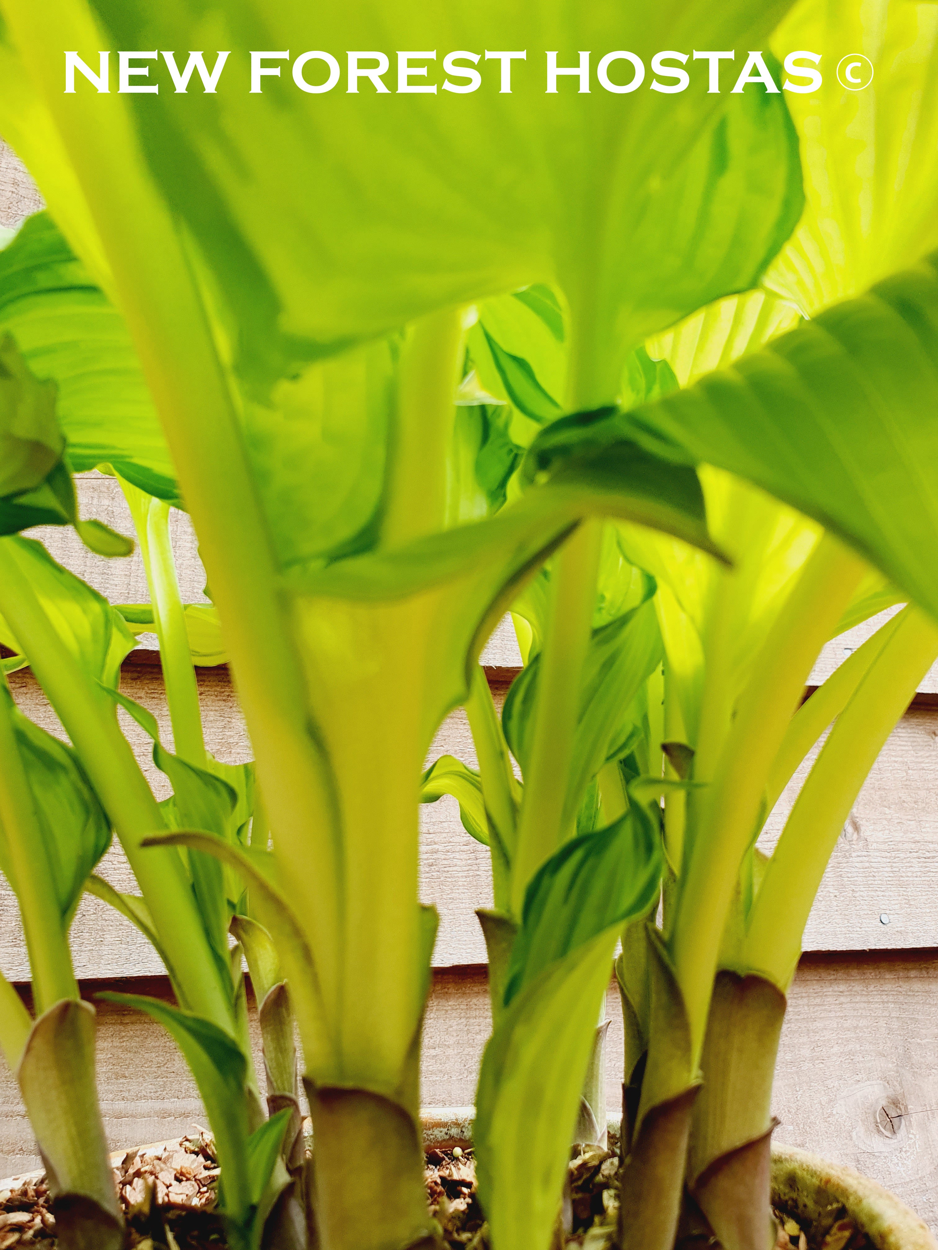 Hosta 'Amalia' - New Forest Hostas & Hemerocallis