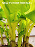Hosta 'Amalia' - New Forest Hostas & Hemerocallis