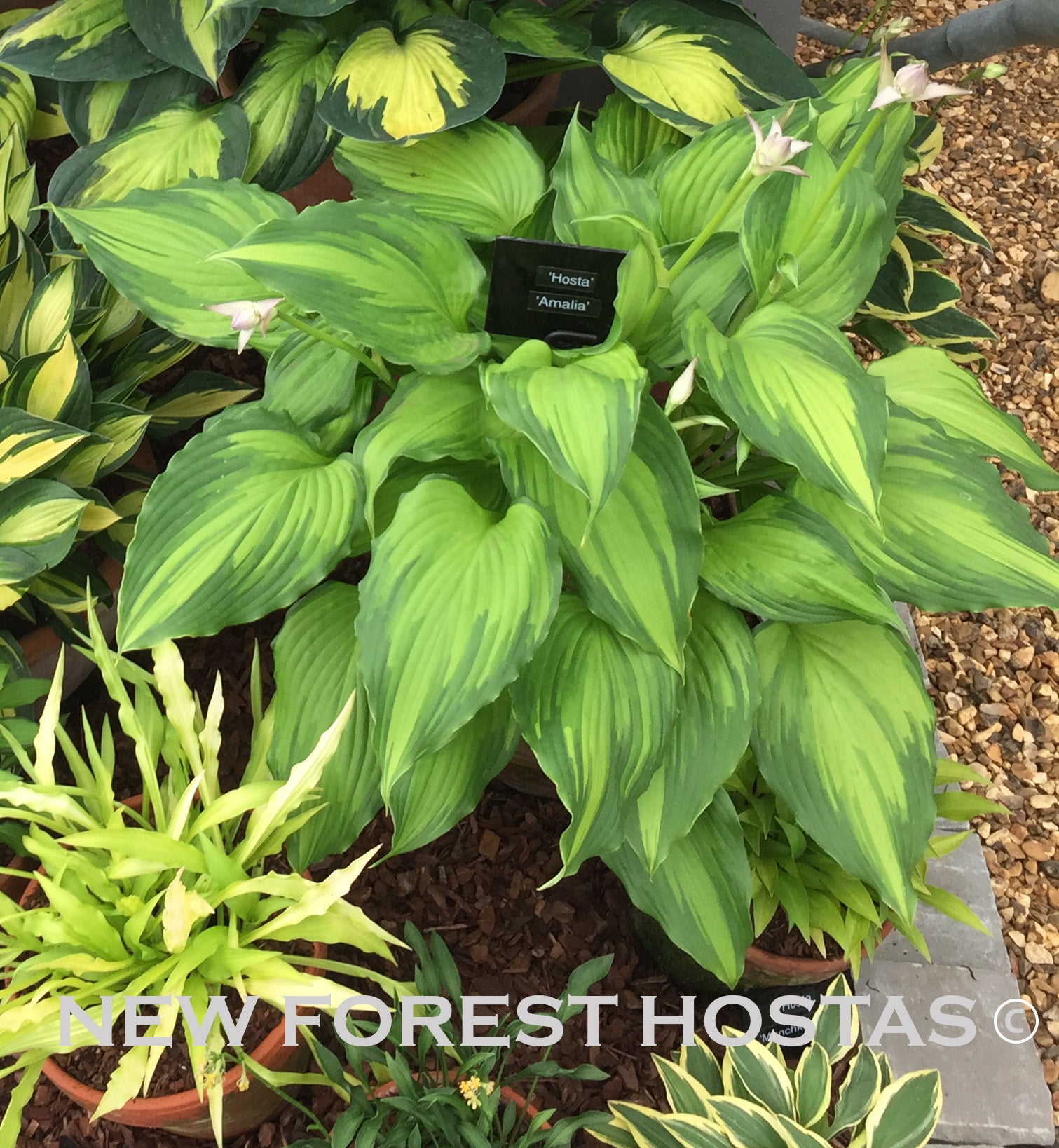 Hosta 'Amalia' - New Forest Hostas & Hemerocallis