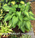 Hosta 'Amalia' - New Forest Hostas & Hemerocallis