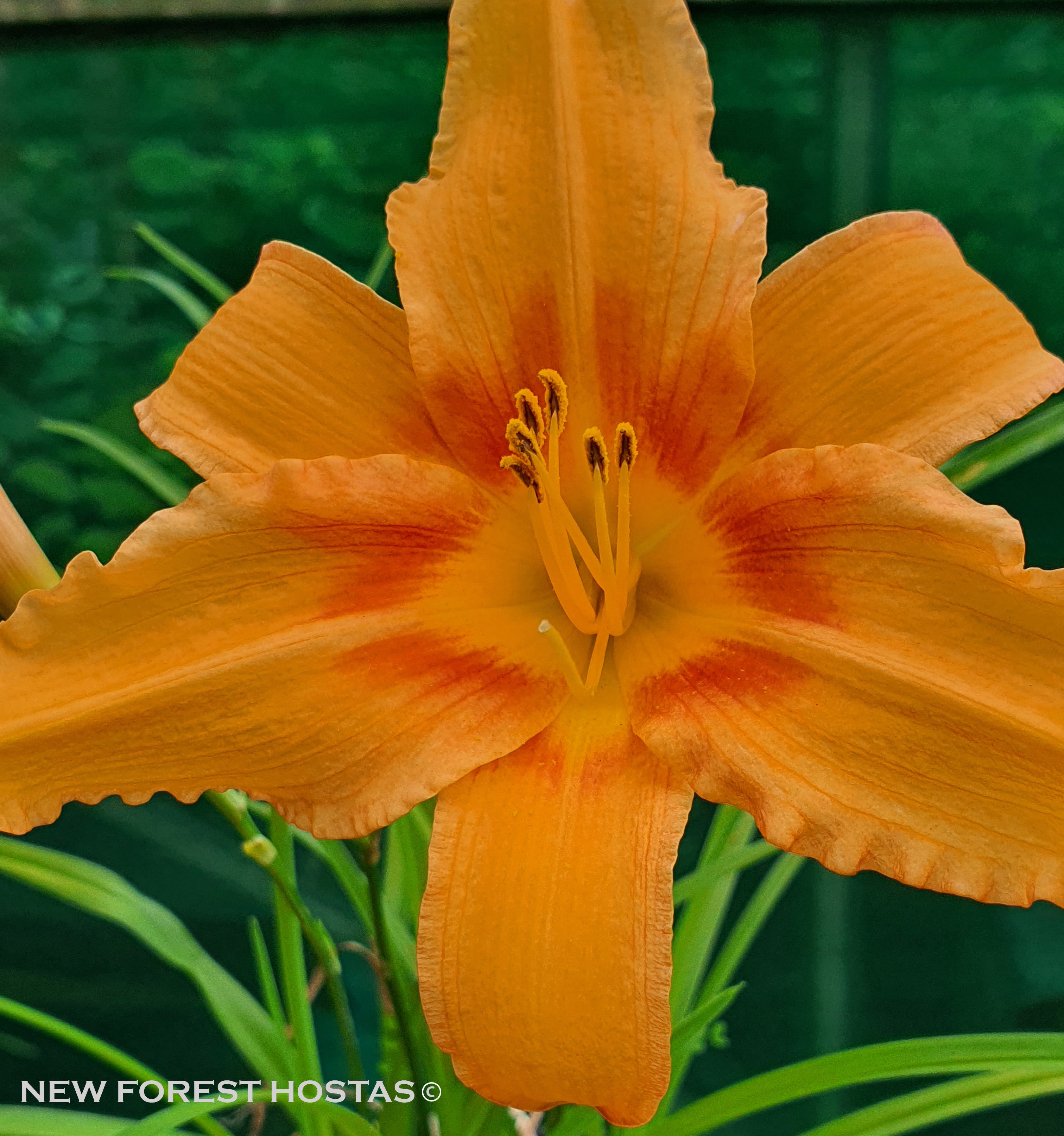 Hemerocallis 'Amber Classic' - New Forest Hostas & Hemerocallis