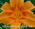Hemerocallis 'Amber Classic' - New Forest Hostas & Hemerocallis