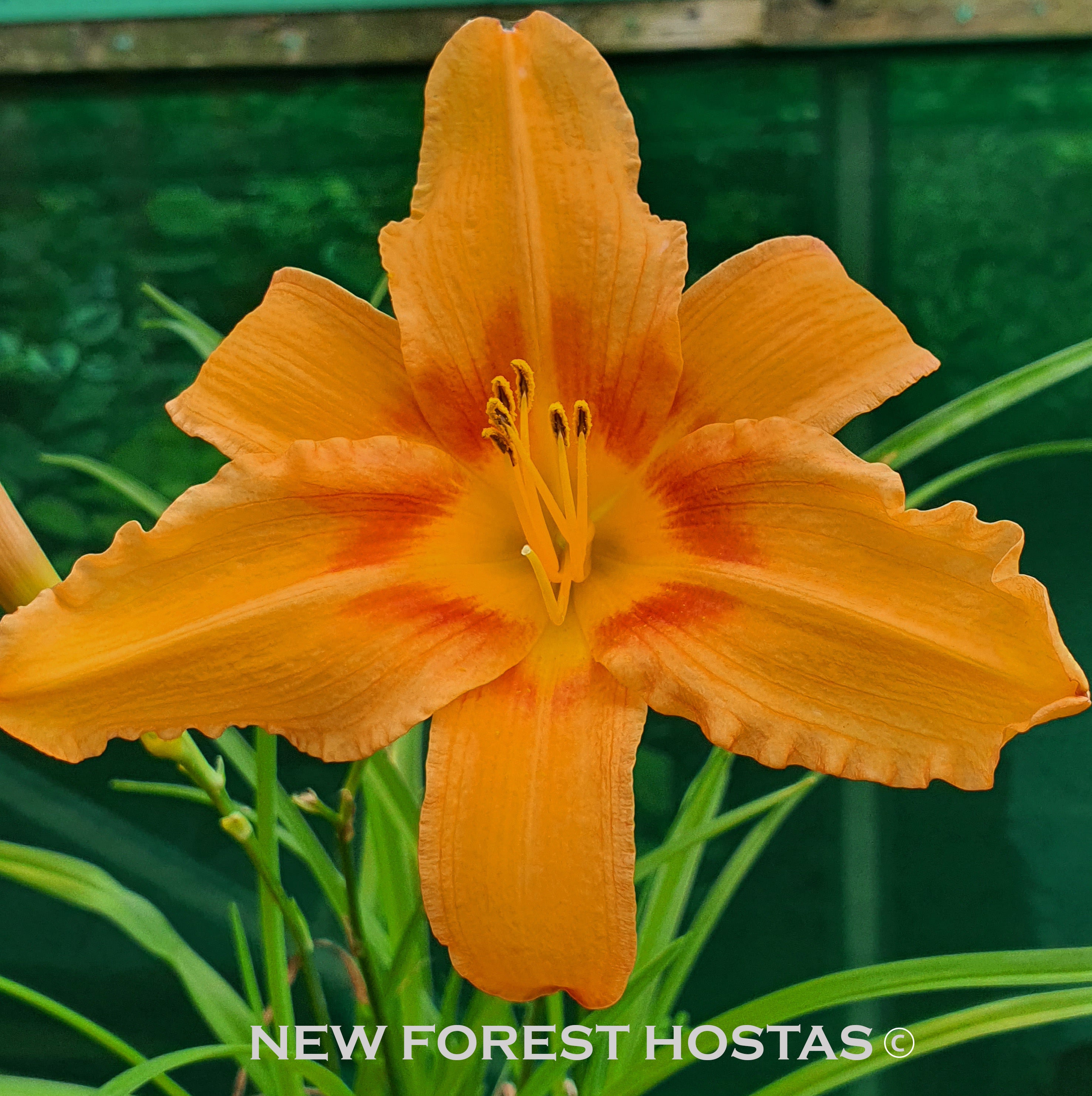 Hemerocallis 'Amber Classic' - New Forest Hostas & Hemerocallis