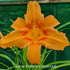 Hemerocallis 'Amber Classic' - New Forest Hostas & Hemerocallis