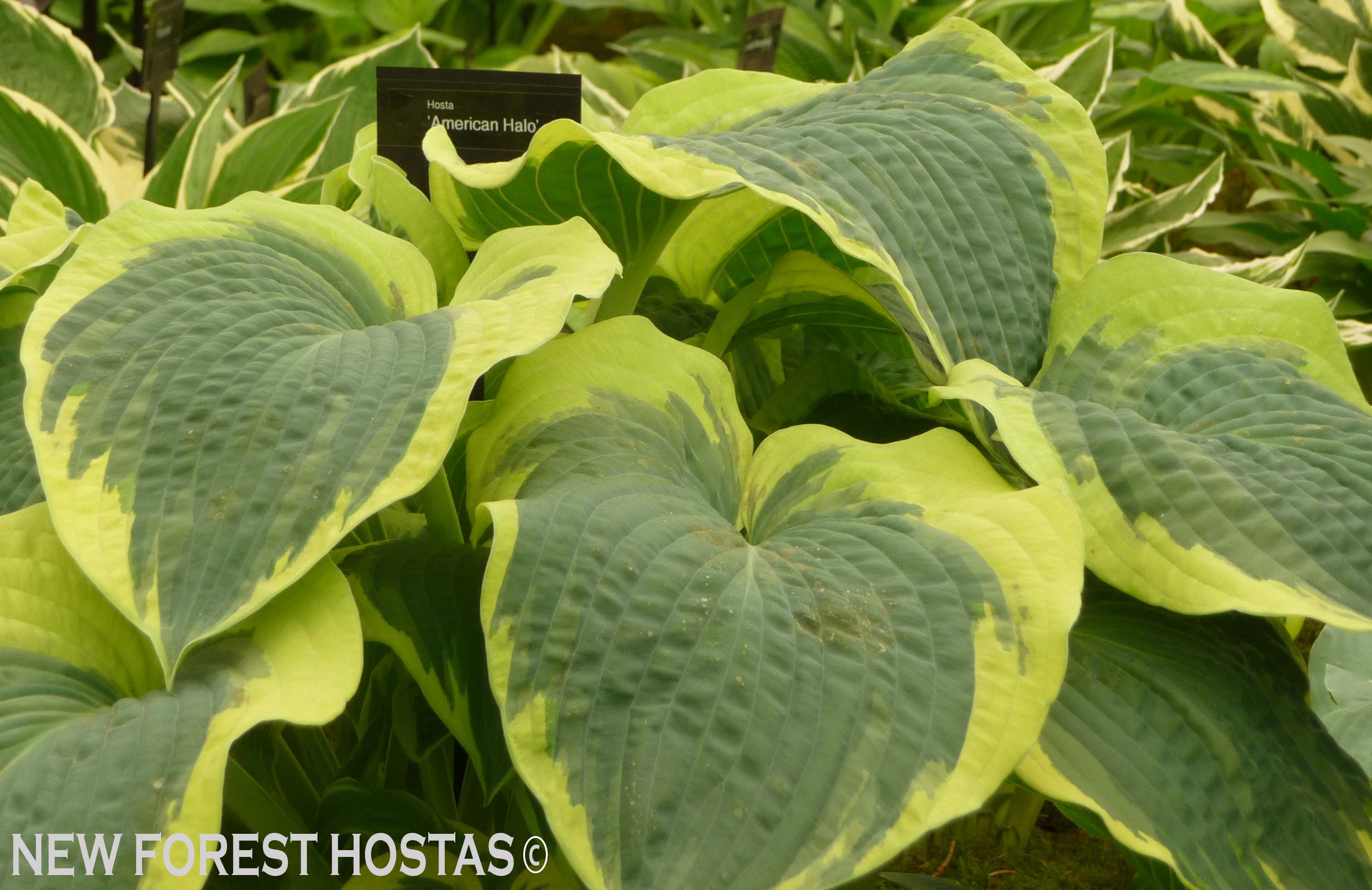 Hosta 'American Halo' - New Forest Hostas & Hemerocallis